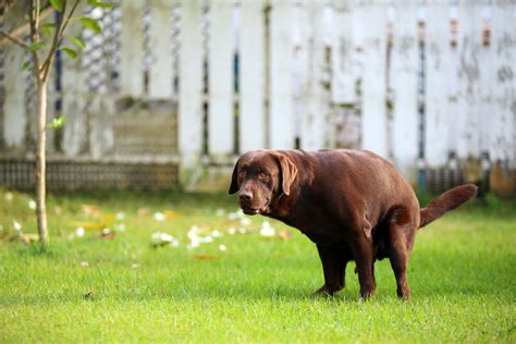 do dogs poop in their sleep|Dog Poops In Sleep: How to Solve This Issue